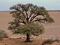 Kamelji trn v puščavi Kalahari