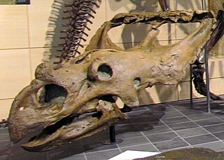 <i>Vagaceratops</i> Extinct genus of reptiles