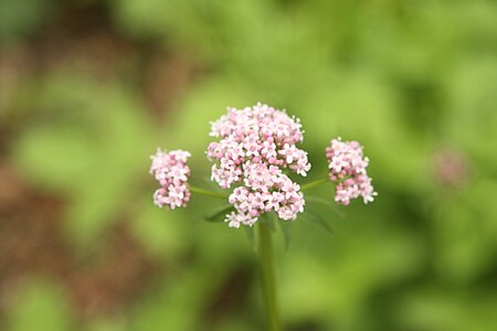 Valeriana fauriei