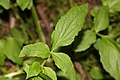 Valeriana sitchensis