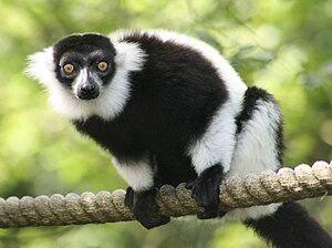 Black and White Vari (Varecia variegata)