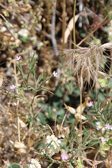 Velezia rigida