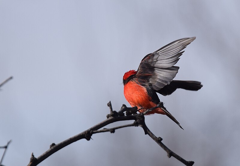 File:Vermilion Flycatcher (33807751141).jpg