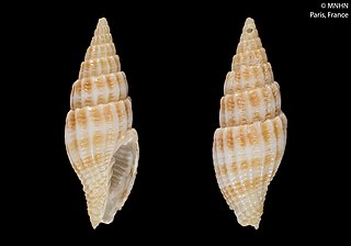 <i>Vexillum troendlei</i> Species of gastropod