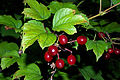 Hojas y frutos de mundillo (Viburnum opulus)