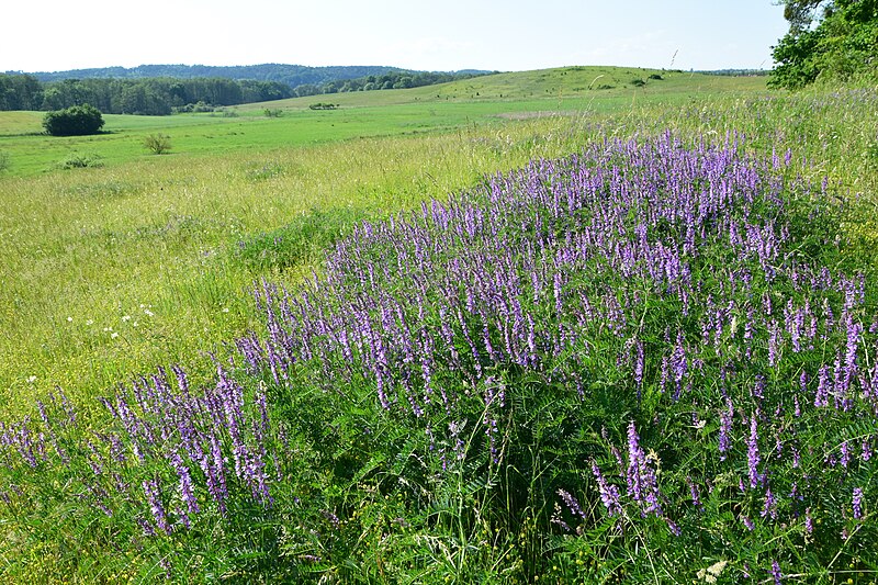 File:Vicia tenuifolia kz02.jpg