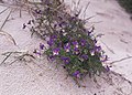 Viola-littoralis-spreng-420x300.jpg