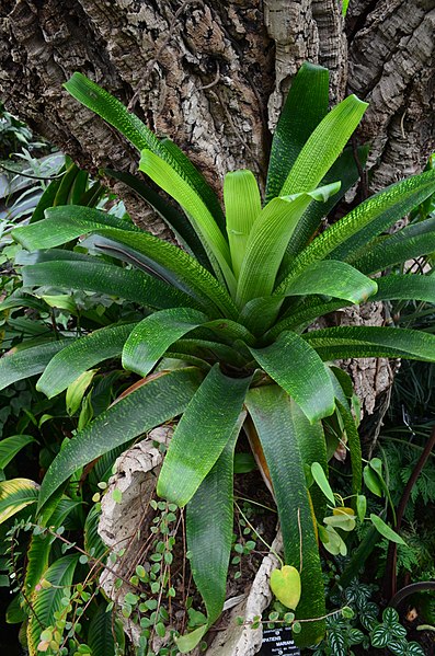 File:Vriesea fenestralis (jardin botanique du Parc de la Tête-d'Or, Lyon, France).JPG