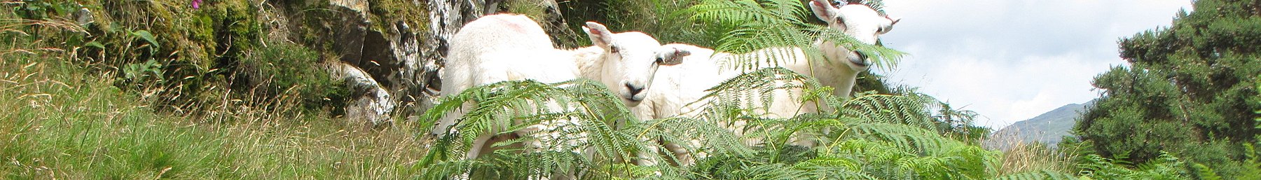 Wales-banner-sheep-01.jpg