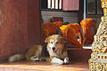 A dog waiting for his master, a buddhist monk. Wat Phra Singh, Chiang Mai, Chiang Mai Province, Thailand