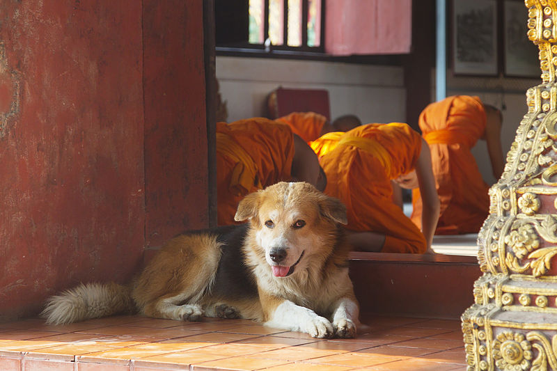 File:Wat Phra Singh dog - Chiang Mai.jpg