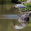 * Nomination Water reflection of Ardea cinerea (Grey heron) eating fish in the park of Kinkaku-ji, Kyoto, Japan. --Basile Morin 06:59, 23 July 2019 (UTC) * Promotion  Support Good quality. --Ermell 07:23, 23 July 2019 (UTC)