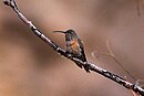 aves De Argentina