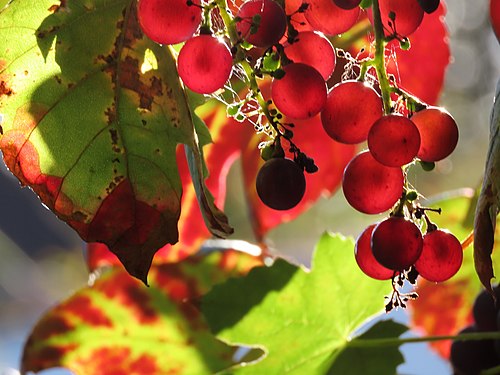 Rote Weintrauben in der Nachmittagssonne