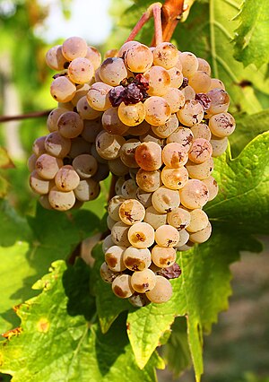 Welschriesling grape cluster.jpg