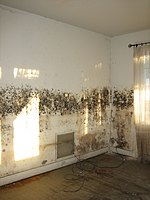 Mildew infecting a flat WestendMoldyLivingroom.jpg