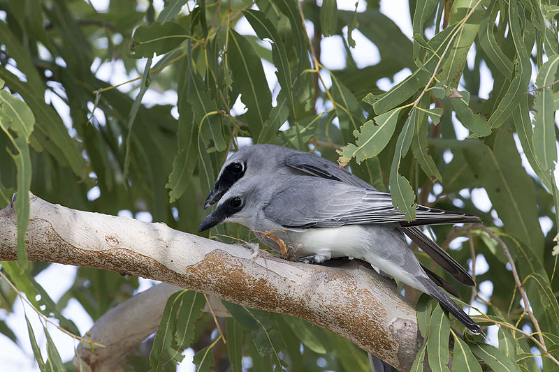 File:White bellied cuckoo shrike 2 (14970264586).jpg