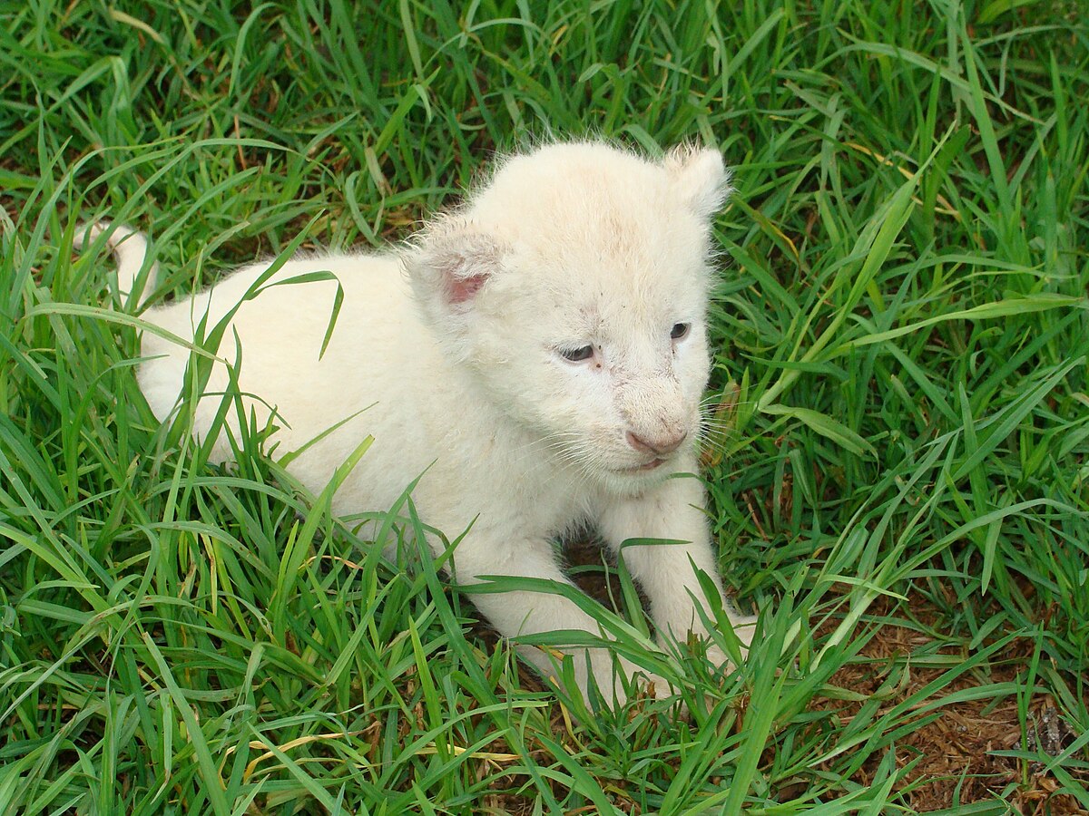 albino lion cubs