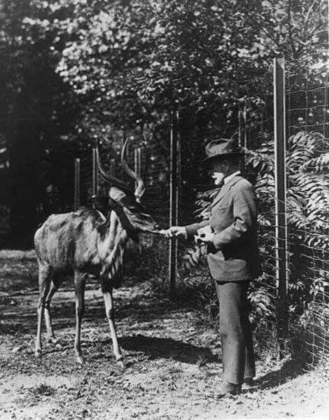 Zoo Director William T. Hornaday feeding a greater kudu in 1920