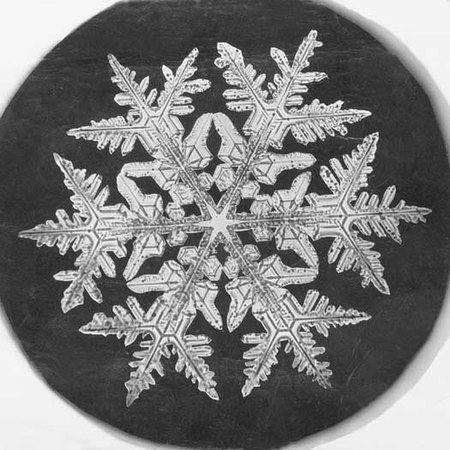 Dendritic snowflake—micrograph by Wilson Bentley.