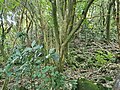 Withiel Thomas Reserve, with kawakawa (Piper excelsum) and houpara (Pseudopanax lessonii) in the foreground