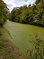 アオウキクサ属とミジンコウキクサ属に覆われた池 (オーストリア)