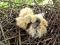 Wood Pigeon Nestlings 18-07-10 (4806381650).jpg