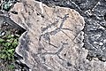 * Nomination: Petroglyphs of the kalbak-Tash tract. Ongudaysky district of the Altai Republic --Александр Байдуков 10:18, 3 October 2020 (UTC) * * Review needed