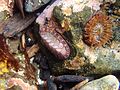 Thumbnail for File:Yaquina Head tide pools, lined chiton (27235102896).jpg