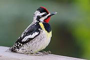 Yellow-bellied sapsucker Yellow-bellied Sapsucker (14150650217).jpg