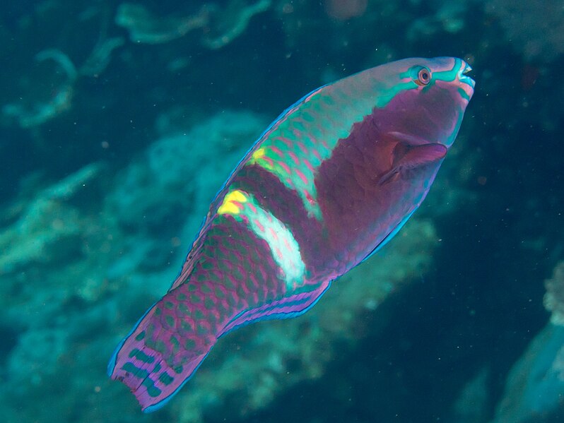 File:Yellowbar parrotfish (Scarus schlegeli) (33765476528).jpg