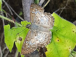 Zobera marginata