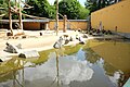 Zoo Augsburg, Gehege der Rotbüffel und Mantelpaviane