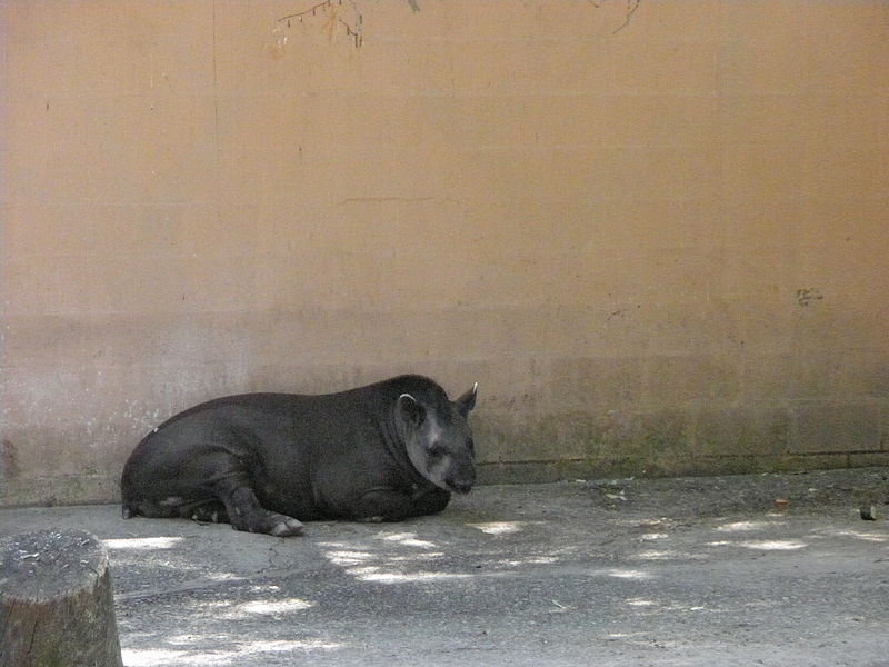 File:Zoobotánico Jerez.JPG