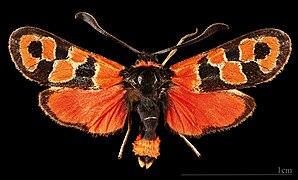 Zygaena fausta – mounted specimen - male dorsal