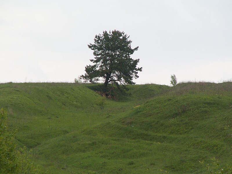 File:Дерево - panoramio - Александр Юхименко.jpg