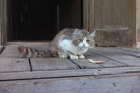 Senior cat on a porch of a house. Oredezh, Luzhsky District, Leningrad Oblast, Russia.