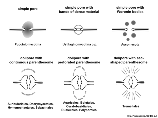 Pores in septa of hyphae of Ascomycota and Basidiomycota (diagram by M. Piepenbring)