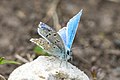 * Nomination Polyommatus icarus on a rock at Parc naturel régional Jura vaudois --Giles Laurent 00:07, 31 October 2023 (UTC) * Promotion  Support Good quality. --Jakubhal 04:58, 31 October 2023 (UTC)