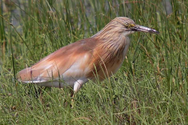 File:090504-squacco-heron-at-KAlloni-salt-pans.jpg