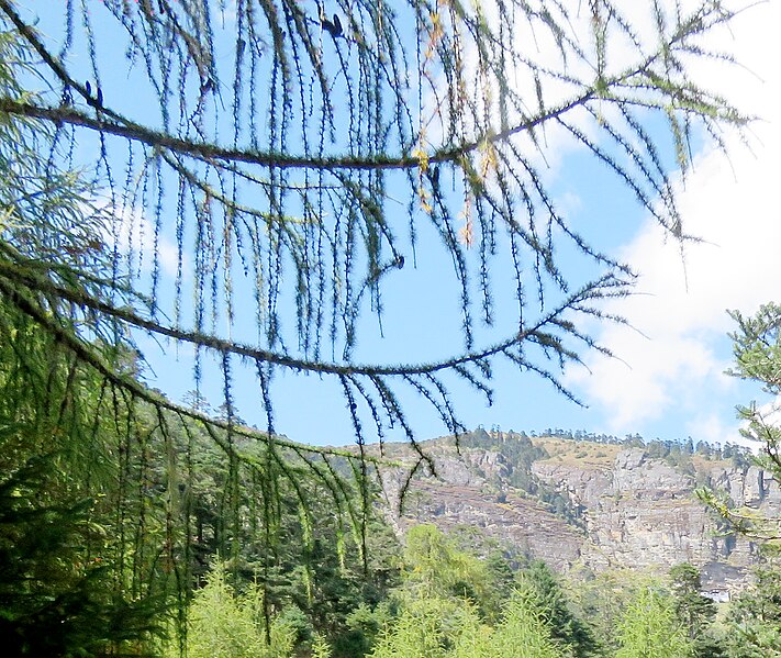 File:108 Larix griffithii, Chelela to Paro, Bhutan.jpg