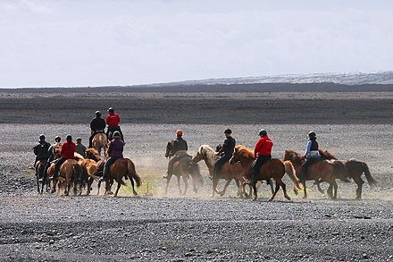 Icelandic horse riding tour in Skaftafell