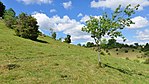 170618-01 Juniper heather under a summer sky.jpg