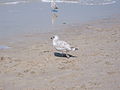 la gaviota caminando por la arena,...