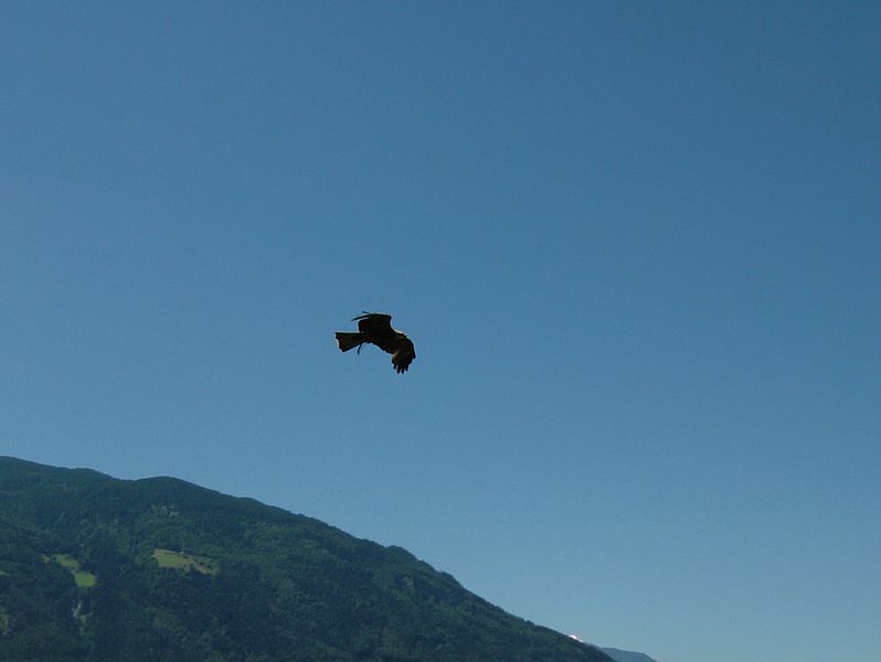 File:2008 07 15 Bird Care Centre of Castel Tyrol 61010 D9870.jpg