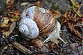 Helix pomatia, Saarkohlenwald, Saarland, Germany