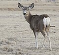 2012-mule-deer-female.jpg