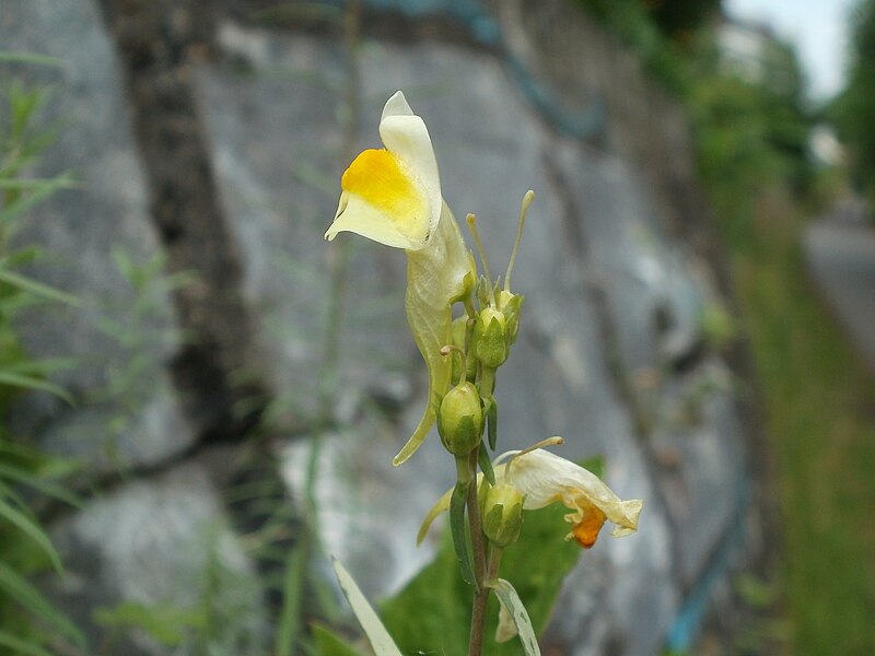 File:20120629Linaria vulgaris10.jpg