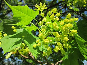 Acer platanoides