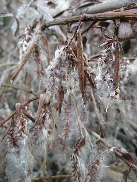 File:20130711Salix alba Schleiwiese2.jpg